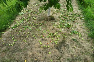 under plum tree 3           